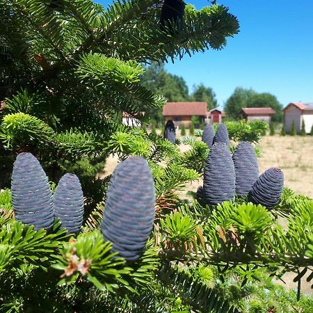 Paeevatalu Camping Otel Vilusi Dış mekan fotoğraf