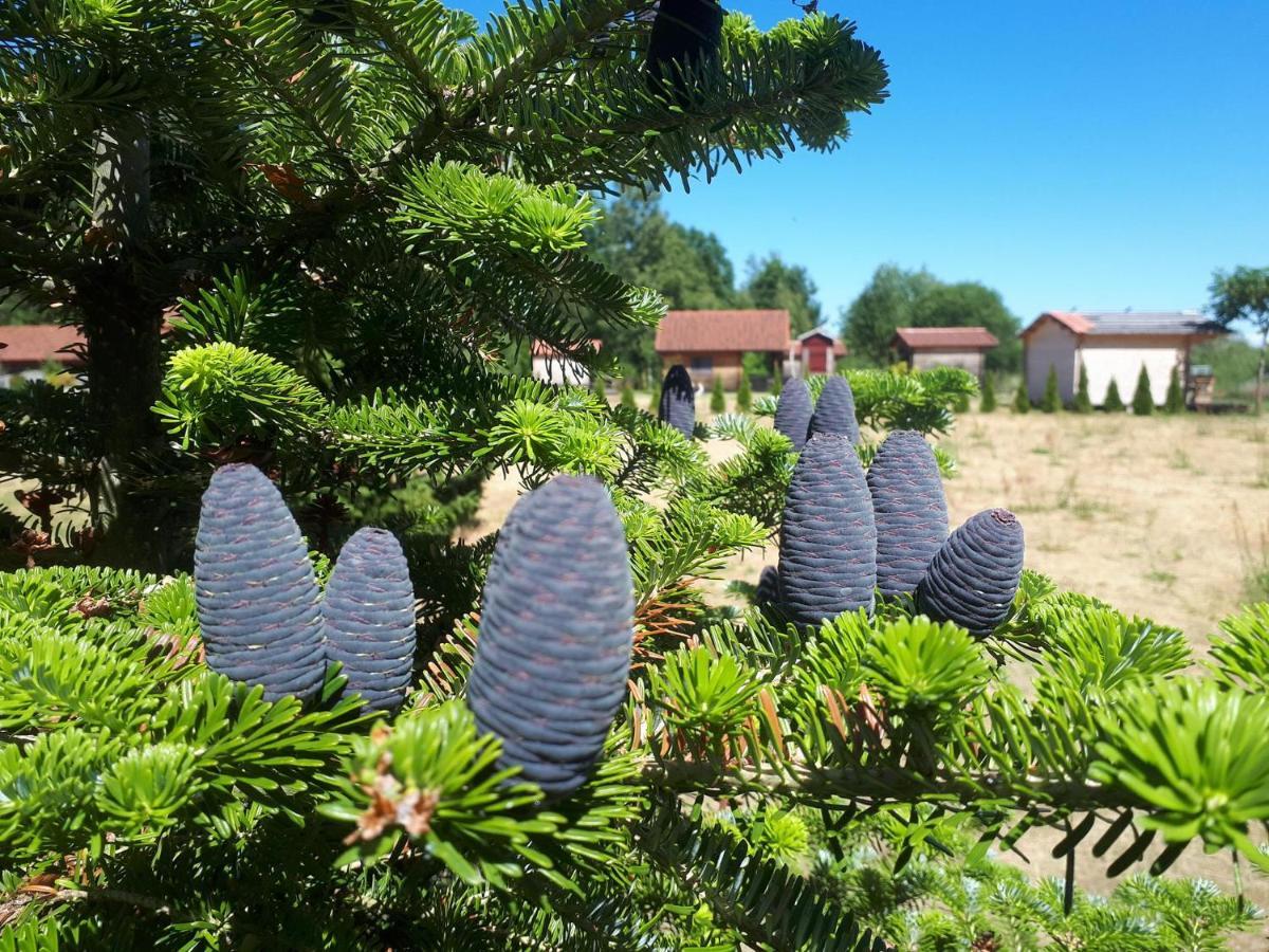 Paeevatalu Camping Otel Vilusi Dış mekan fotoğraf